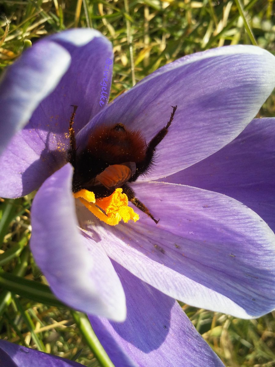 ZwegelHet's tweet photo. #nature #flowers #bee #pollen #animals #insects #cellphone #photography #originalcont... https://t.co/ozvf6J5kyG https://t.co/Wm5tTdSuSg