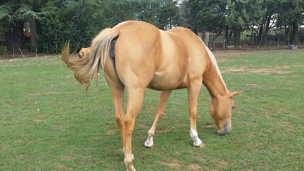 Circle3Horses's tweet photo. I love our horses They are amazing #QuarterHorsesAreTheBest https://t.co/A7LNT4V0KR