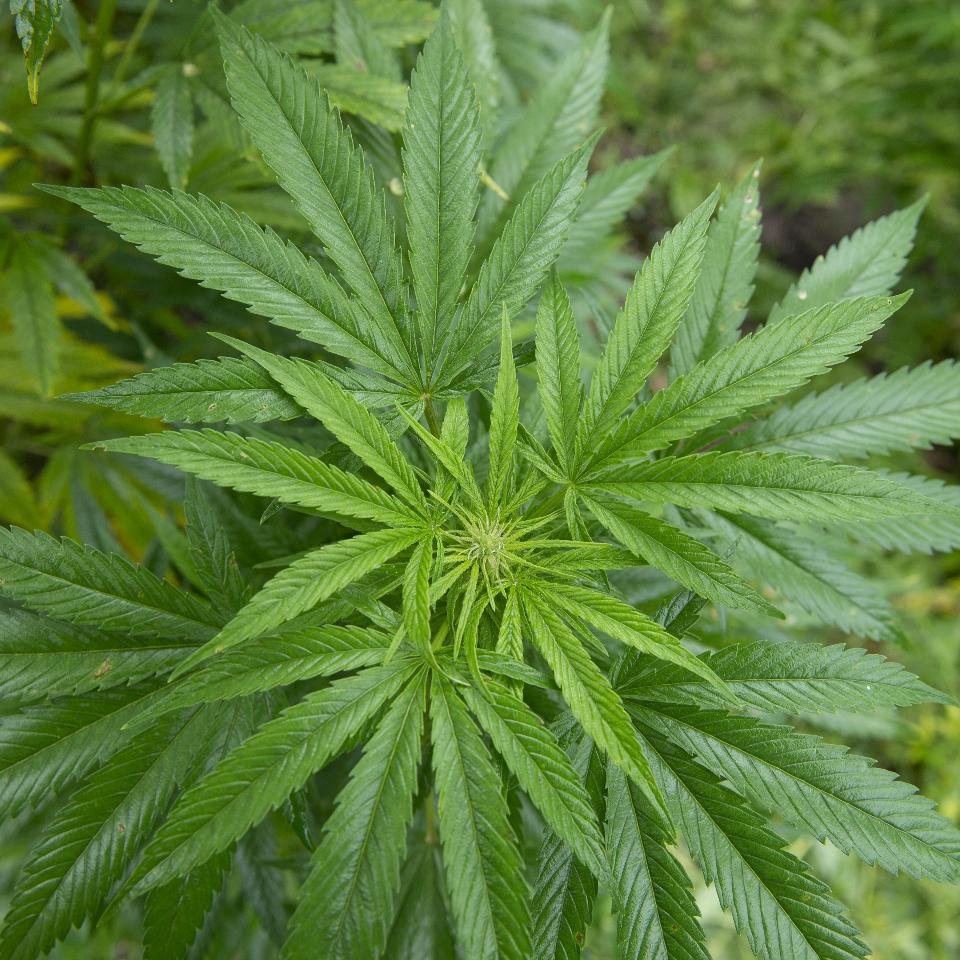 Forbes's tweet photo. Shares of GW Pharmaceuticals soared 130% after study showed that drug reduced seizures: https://t.co/LSKkOBqqsx https://t.co/U0oO4juyRL