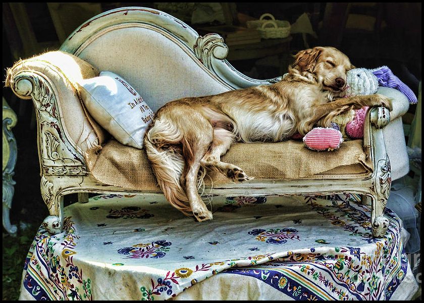 KnottyToys4GD's tweet photo. Happy National Nap Day!
#knottytoysforgooddogs #hemp #allnatural #nontoxic #sustainable #GoodChew #CanineEpilepsy https://t.co/TYpxLiba0l