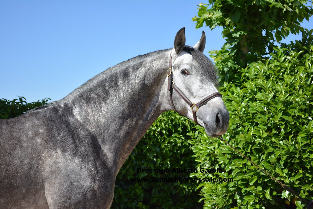 DressageAlberto's tweet photo. KarusoIII
#stallion Age:6years Height:1,70
#dressage level:6years
+info:https://t.co/oCTWNVdqt9 https://t.co/ikjMtX0UwG