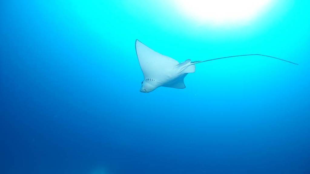 ParadiseCoveStt's tweet photo. modex00 shares: #eagleray #fsmaldives #landaa #landaagiraavaru #underthesea #scuba #divinginmaldives #maldives #scu… https://t.co/SQsrw1rmVp