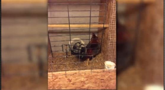 24 accused in cockfighting ring to be arraigned
whdh.com/story/31461961…