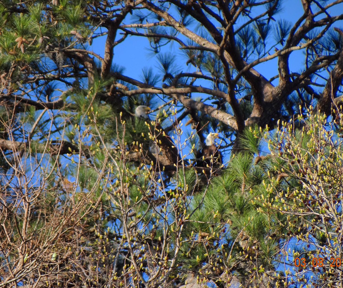 New neighbors! These eagles are making a nest on the 8th golf hole. #FordPlantation #ExploreGeorgia #BaldEagle