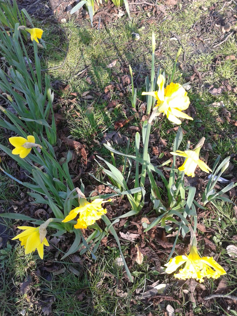 Portroe42's tweet photo. #KingGeorgesPlayingFields Thanks to Cllr.Sally Kenny group #hostofdaffodils in Lower Morden public park to enjoy. https://t.co/E2FDRCtI9w