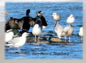 bellinga2's tweet image. Lente op de pier mijnlimericks.nl/lente-op-pier/