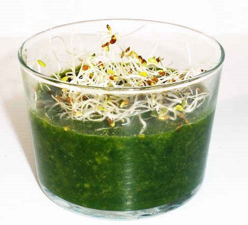 loglogic's tweet photo. Zumo nutritivo con germinado de alfalfa https://t.co/s4mOKF3KFB https://t.co/GMF5ECyujE