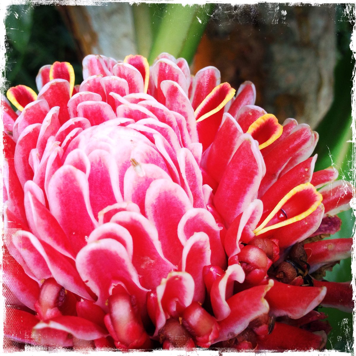 CoralloSTP's tweet photo. The beautiful #porcelainflower symbol of #saotome #Africa #chocolatelife #BotanicMonday https://t.co/jy9FatS4SR