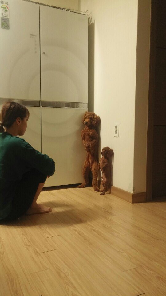 rainbowbo316's tweet photo. 엄마한테 혼나요 커쇼 날두!!! https://t.co/tBul03SNuw