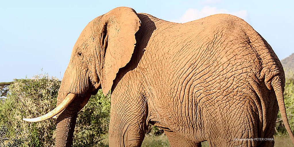 Why do poachers still thrive? Here are 5 key obstacles we must overcome: bit.ly/why-poachers-t…