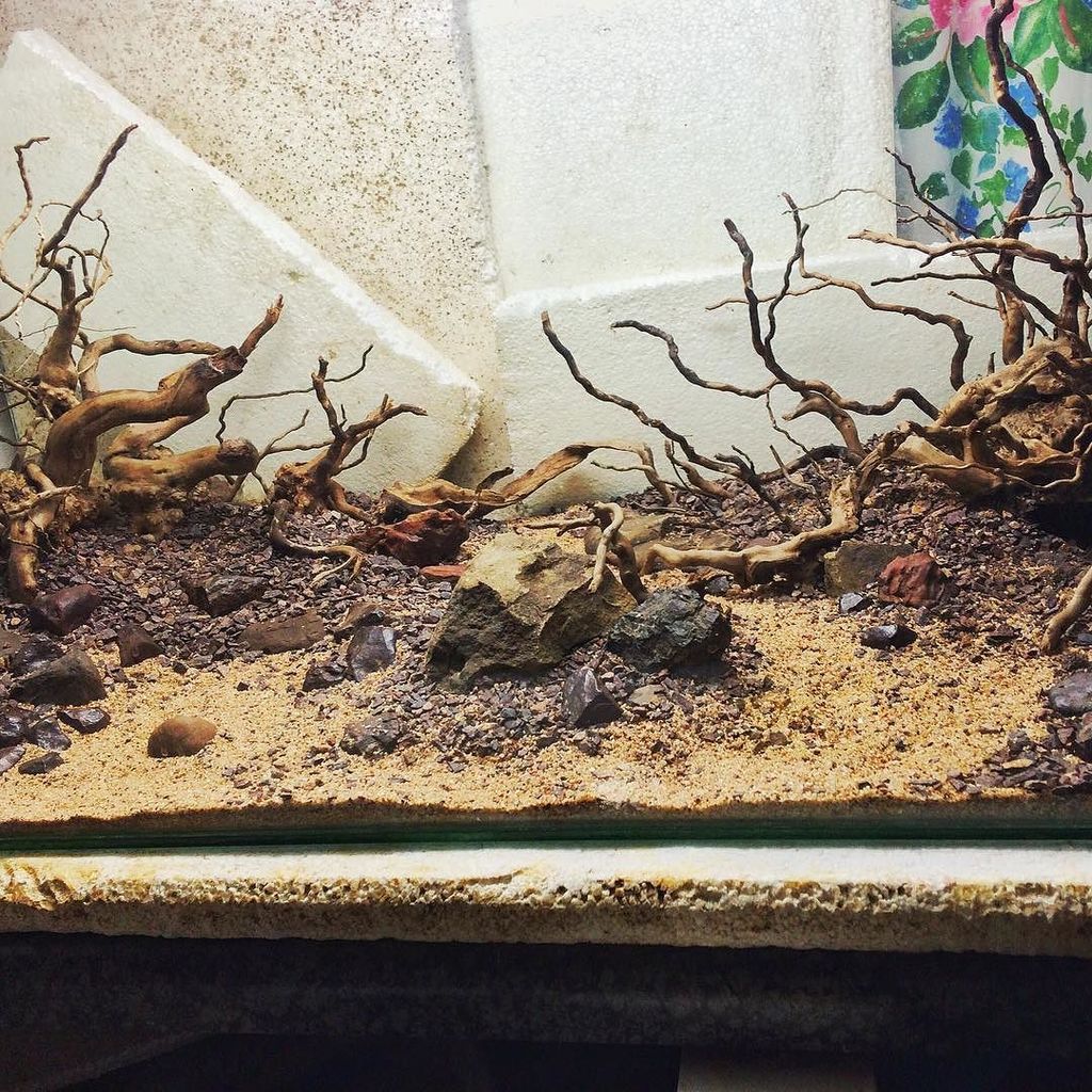 Akvaristan's tweet photo. #akvaristan #aquarium #akvaryum #aquarien New planted tank hardscape.. #hardscape #plantedtank #plantedtanksofinsta… https://t.co/rrbCyxd83z