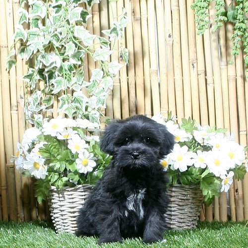 Boomer_pups's tweet photo. Boemer Irkos € 450,00 Reutje Zwart + wit #Kennel #Fokker #Pup, https://t.co/xx3thMwMIn https://t.co/qV4nyKsASX