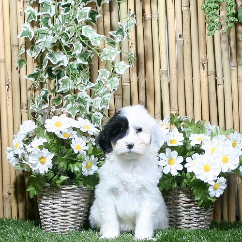 Boomer_pups's tweet photo. Boemer Ivina € 450,00 Teefje Bont #Kennel #Fokker #Pup, https://t.co/eXDMkmlVz6 https://t.co/q1vZnNAHSp