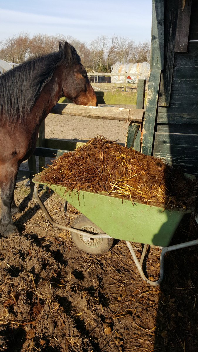 ErnaGraywolf's tweet photo. No fitness needed tonight 😆 #horses #dirtystable #hardwork https://t.co/YQ28gqwHQx