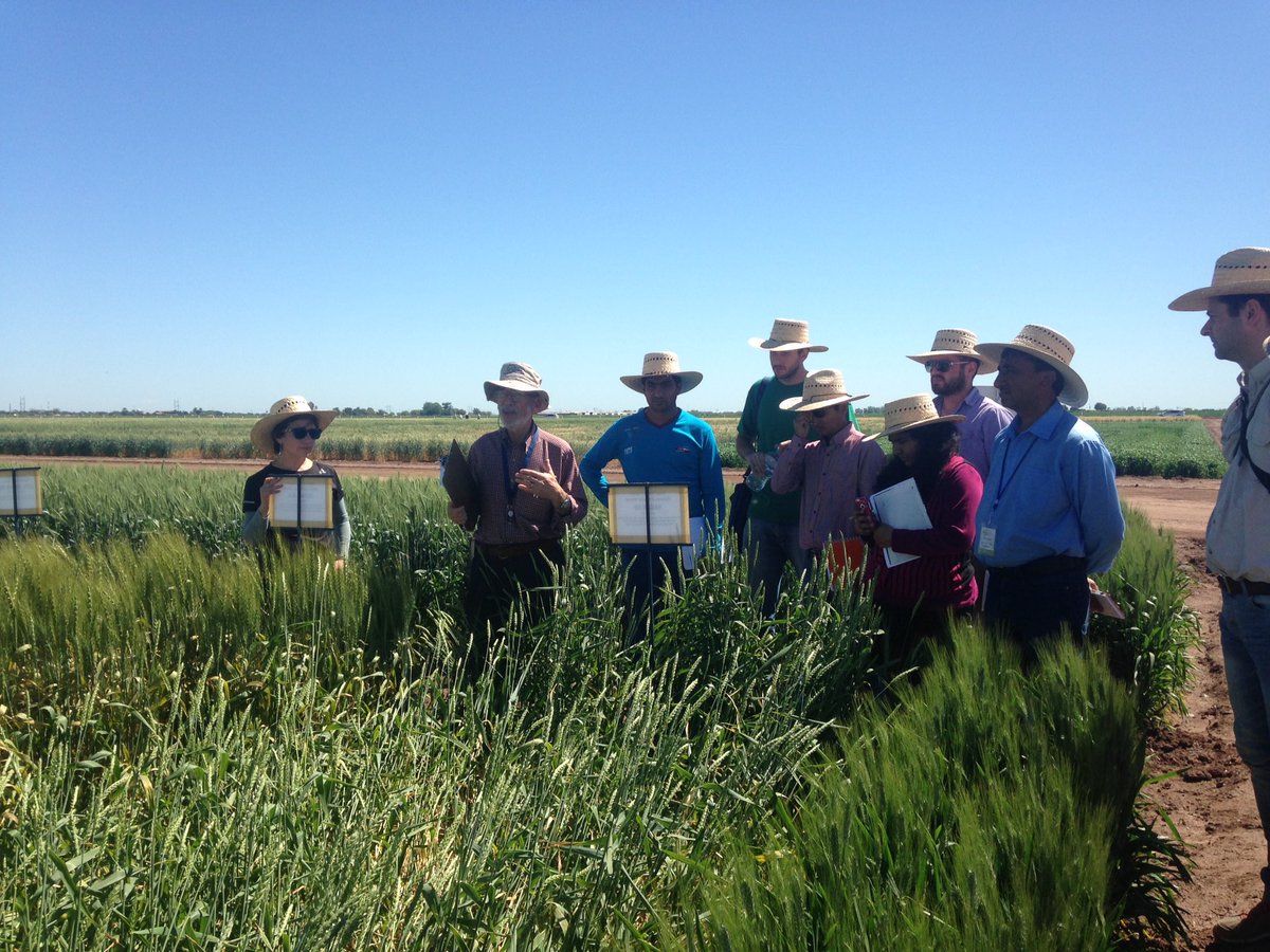 AmyWatsAg's tweet photo. Dr Dubin talks historical wheats to trainees-on the shoulders of semidwarf giants! #CIMMYT #hickeylab #wheatmatters https://t.co/3OxqGjXxS3