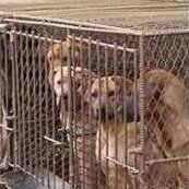 maelmale's tweet photo. #FuckKorea #DogNotFood #DogNotMeat #BoycottKorea #Devils #Die! https://t.co/z6Pk2EjwUW