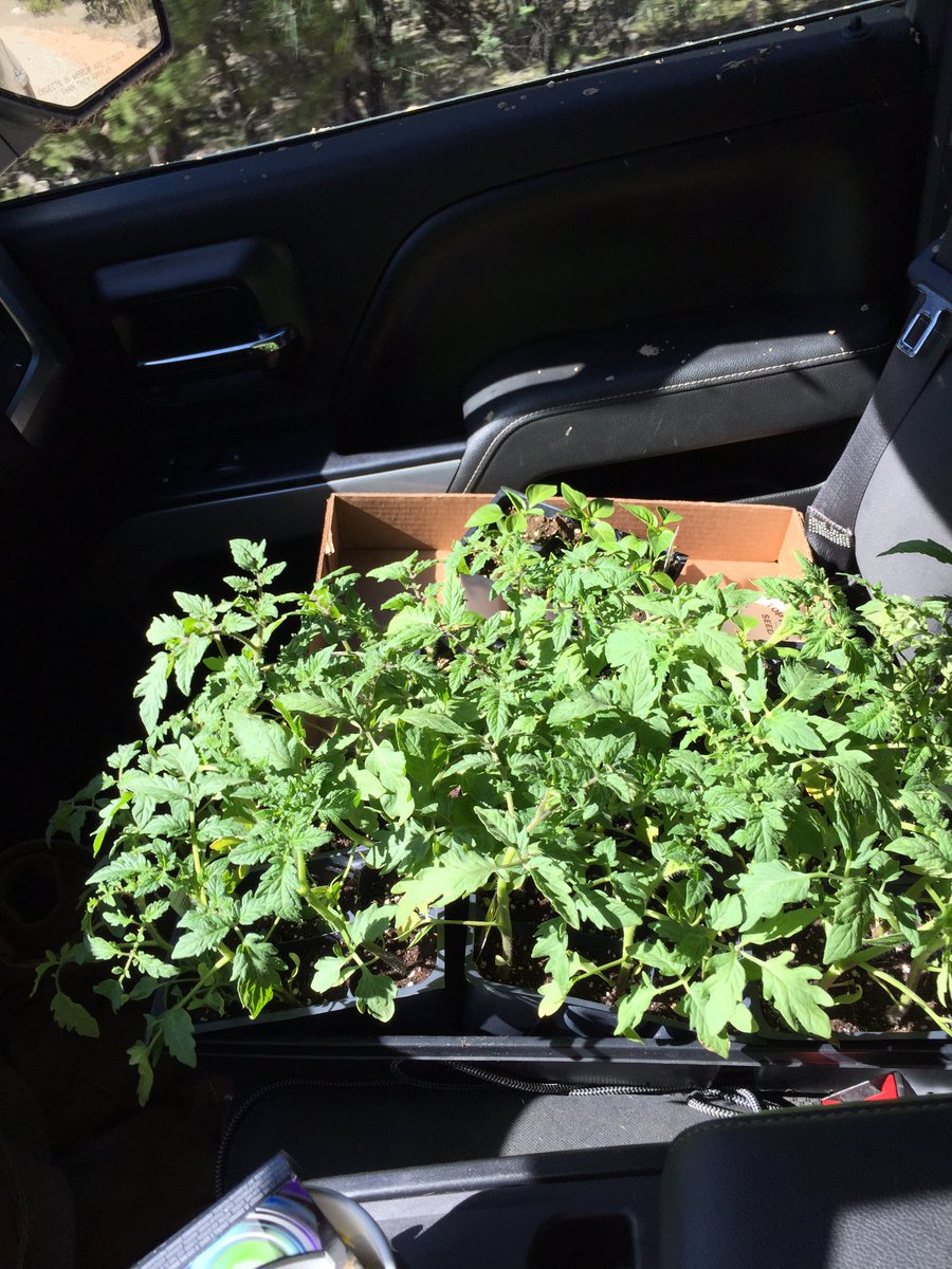 Screw it!!! I'm putting them out early this this year.... Don't care what the old cranks say. #gonehollywood