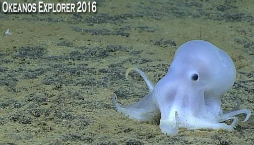 Ocean Conservancy tweet media