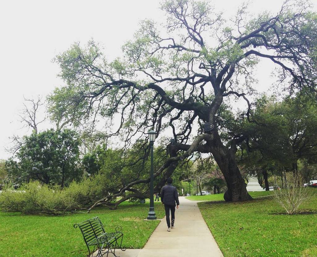 InstAustinTX's tweet image. #capitol #strangetree #TexasCapitol ift.tt/1pH6epL
