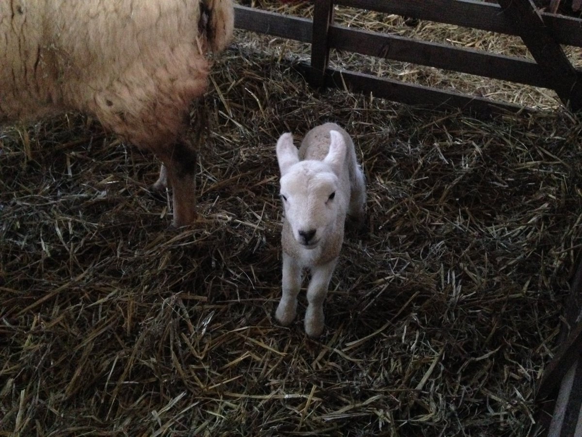 QuantockFarmer's tweet photo. First spring lamb #lambing #lamb #spring #sheep #farming #cute https://t.co/AUrwTZok0O