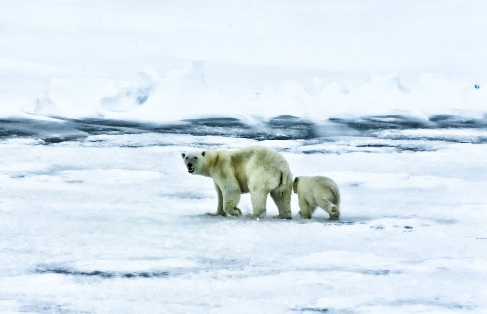 ArcticSC's tweet photo. #100DaysIn #ArcticExperts reflect @COP21 Mar 21 #webinar #energy #JuliaGourley Register https://t.co/I9mKWXGAjO https://t.co/3nX89nUpcH