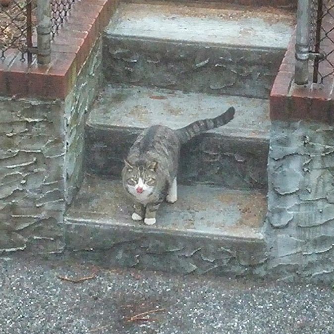 RoeJo2's tweet photo. Logan after eating lunch in the rain #feralfriend #backyardcat #tippedear https://t.co/UpQyvkdlJE https://t.co/EbzwVY7l8m