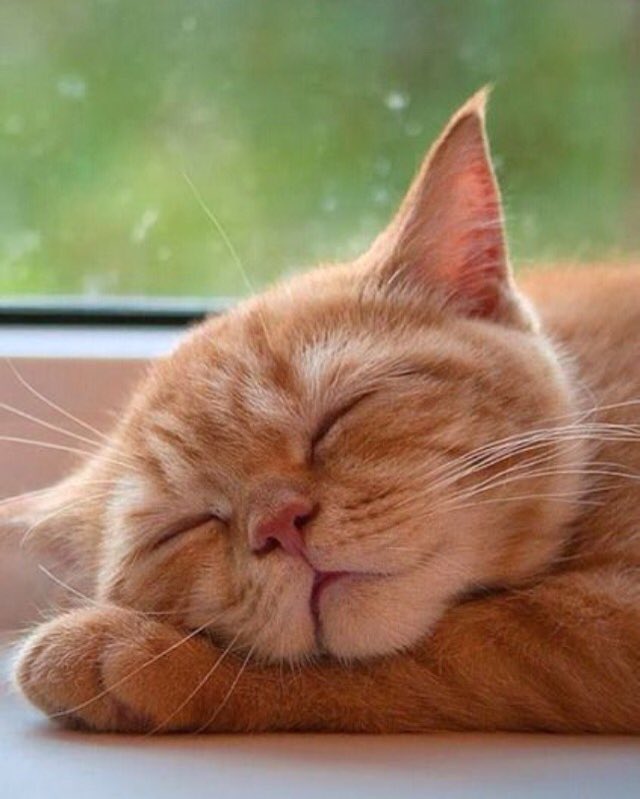 KehlWindows's tweet photo. Participating in #nationalnappingday! #yqg #HarrowOn #powernap https://t.co/2oYvoZ0NRR