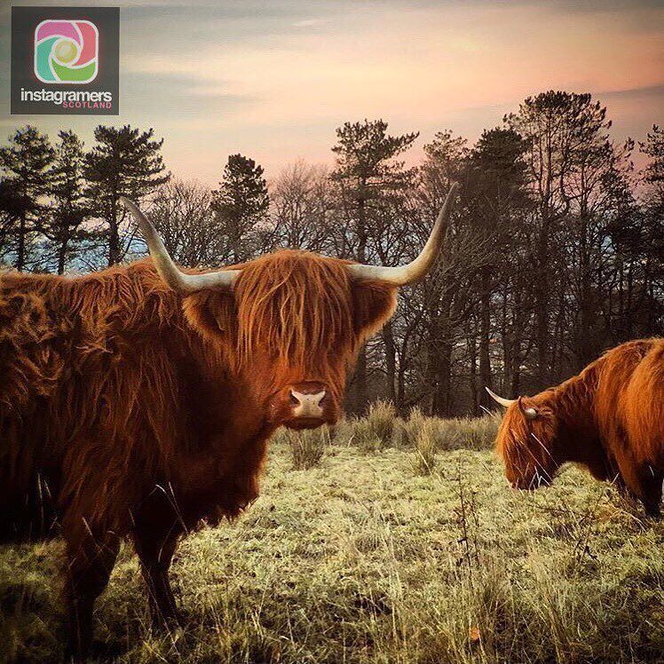 Igers Scotland tweet media