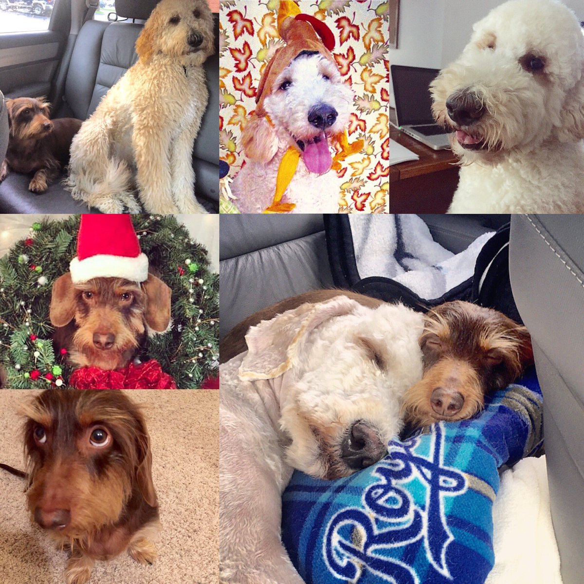 chelmrowe's tweet photo. @CSOL_SALDF Maximus (dachshund) &amp; Obi-Wan Kenobi (goldendoodle) https://t.co/MmJrOGASsq