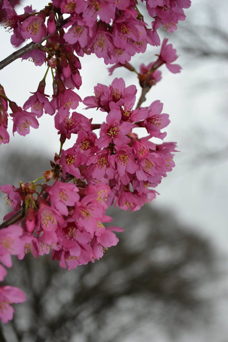 NationalMallNPS's tweet photo. The First Lady Cherry tree is blooming on Ohio Dr. One of its kind, a hybrid of the Okame Cherry tree. #cherry16 https://t.co/pLkWe4UI9U