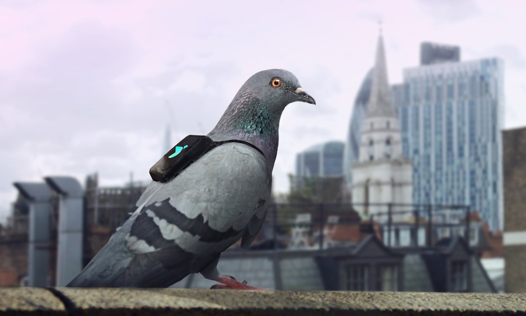 Palomas con mochilas, que tuitean la contaminación del aire en tiempo real, zona por zona de Londres: <a href="/PigeonAir/">Pigeon Air Patrol</a>