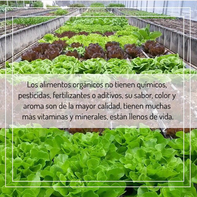 JardinGuayabal's tweet image. Ventajas de los alimentos orgánicos #tipsaludable