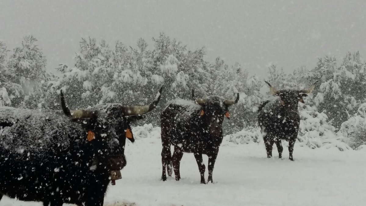 Gran nevada en el monte de Luna en Ganadería Hermanos Maylin.