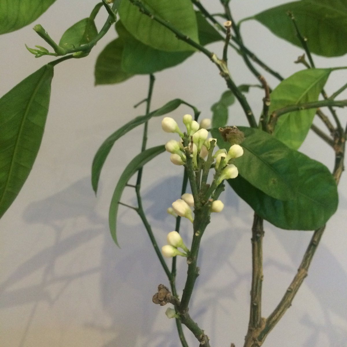 odairozonegen's tweet photo. Just one dose of @buddhastreeltd PK, and look at all these orange flowers on one branch! #heavyyield #amazing https://t.co/bXveH3cYlT