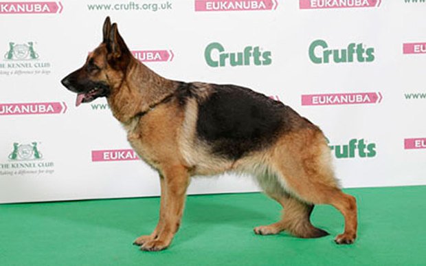 Animals1st's tweet image. Video: Crufts plunged into cruelty row over 'deformed' German Shepherd &amp;gt;&amp;gt;&amp;gt; 

telegraph.co.uk/news/uknews/12…