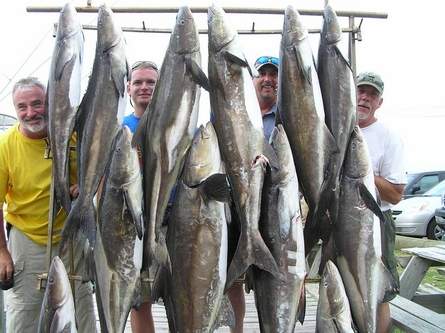 StarNewsOnline's tweet photo. As cobia catch booms, N.C. anglers wary of regulations https://t.co/WZWPRLAWhX #NCFISH #NCDMF https://t.co/k4ROFUNLzm