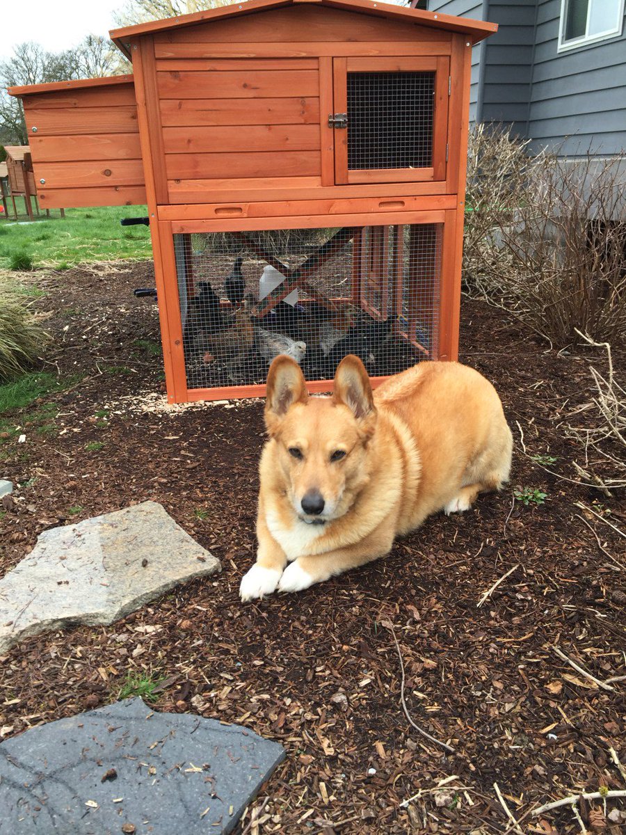 FetchRedmond's tweet image. Chicken gaurd  …reofredmondandsammamish.wordpress.com/2016/03/14/chi…  fb.me/1YfbuvJNe