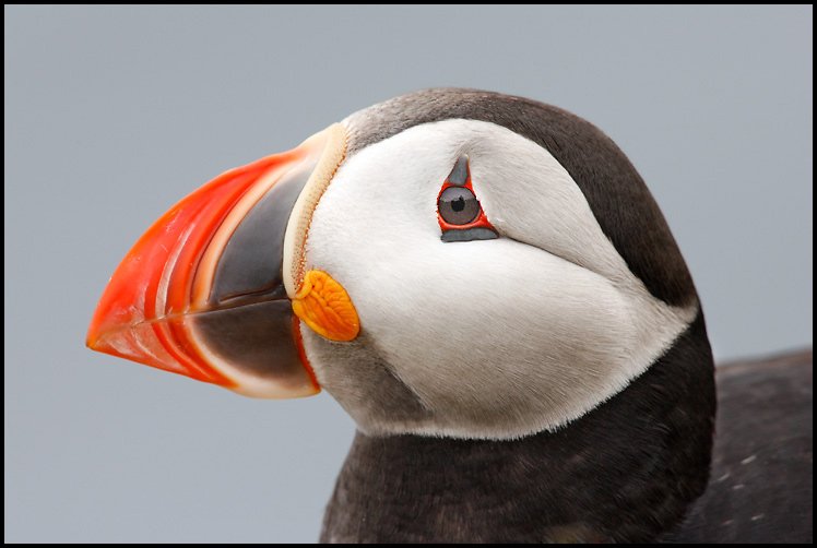 #northeasthour After 7 months out at sea, as far away as the North Atlantic we spotted the first Puffins today.