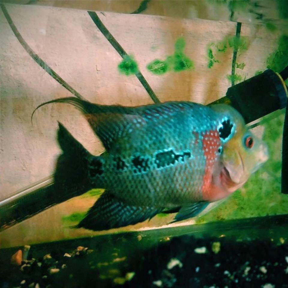 Cichlids51's tweet photo. https://t.co/0lf13H6XAG