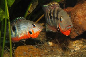 Cichlids51's tweet photo. https://t.co/nBpPDJp9In