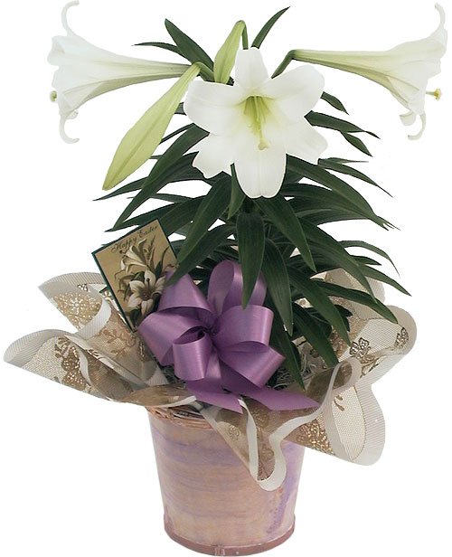 flowersca tweet picture