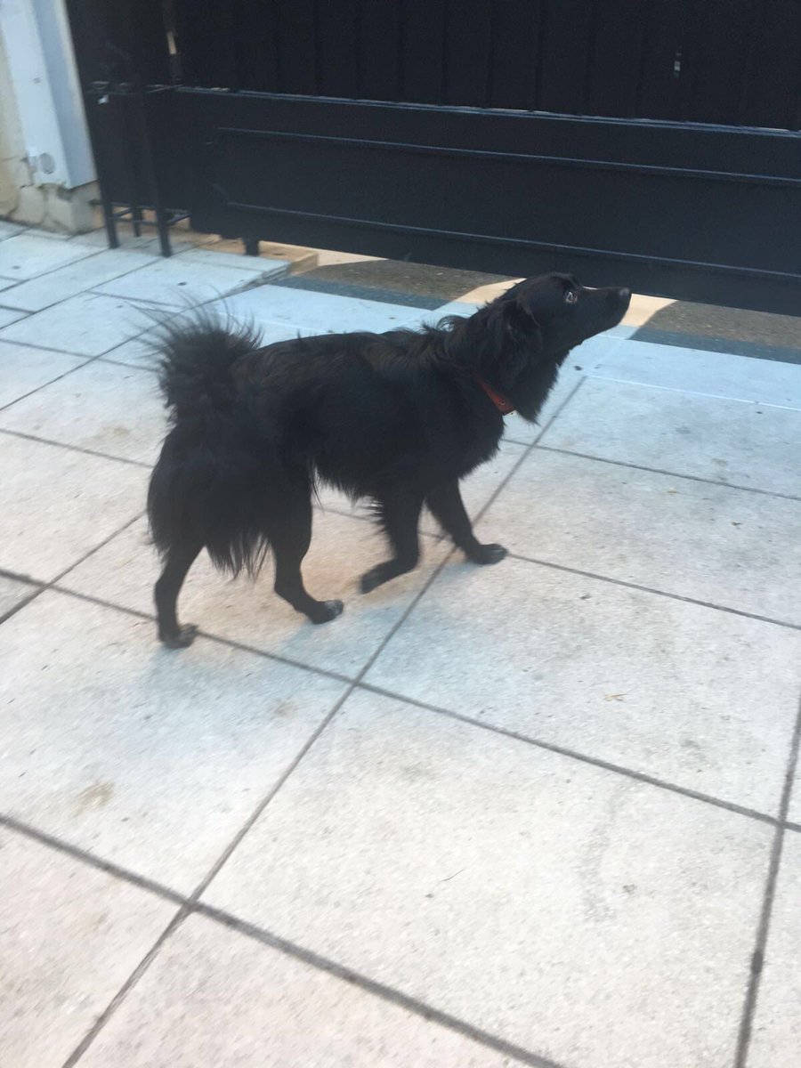 mica_tinelli's tweet photo. Apareció en Barrio Parque! En Mora Fernández entre Juez Astrada y Juez Tedin, tiene collar! Difundir por favor 🙏💜 https://t.co/a2bNq8RSPY