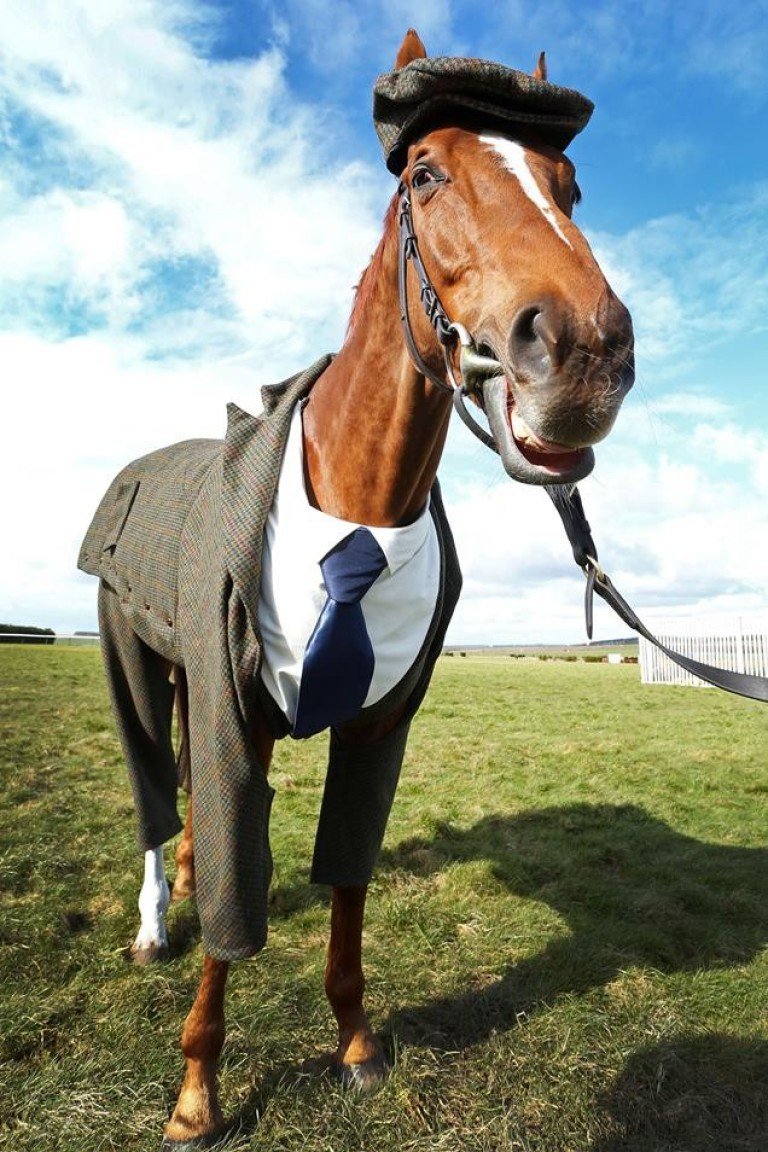Resultado de imagem para burro de terno e gravata