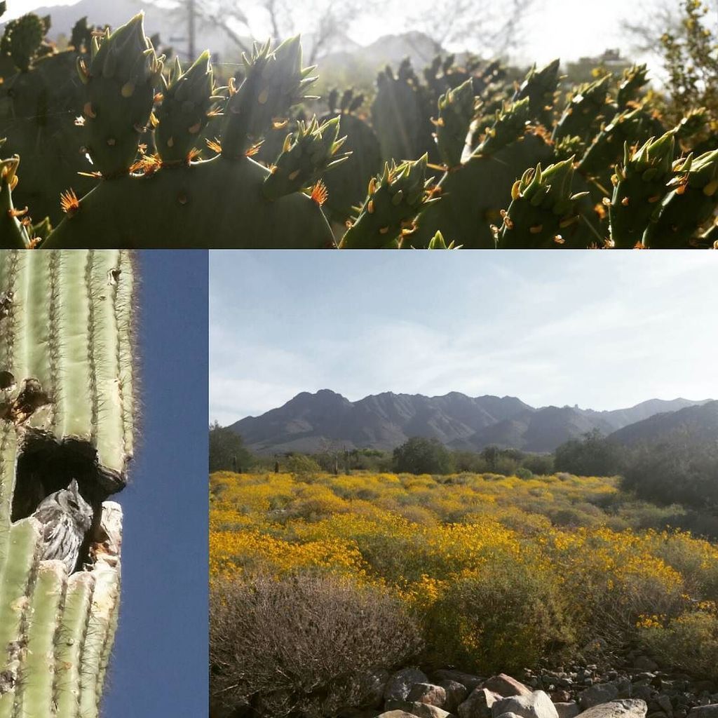 biked_it's tweet photo. Springtime morning in the #sonorandesert #bikedit #whyiride #wymtm https://t.co/45zGAhTtpx