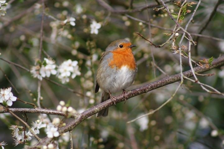 Spring is in the air.@