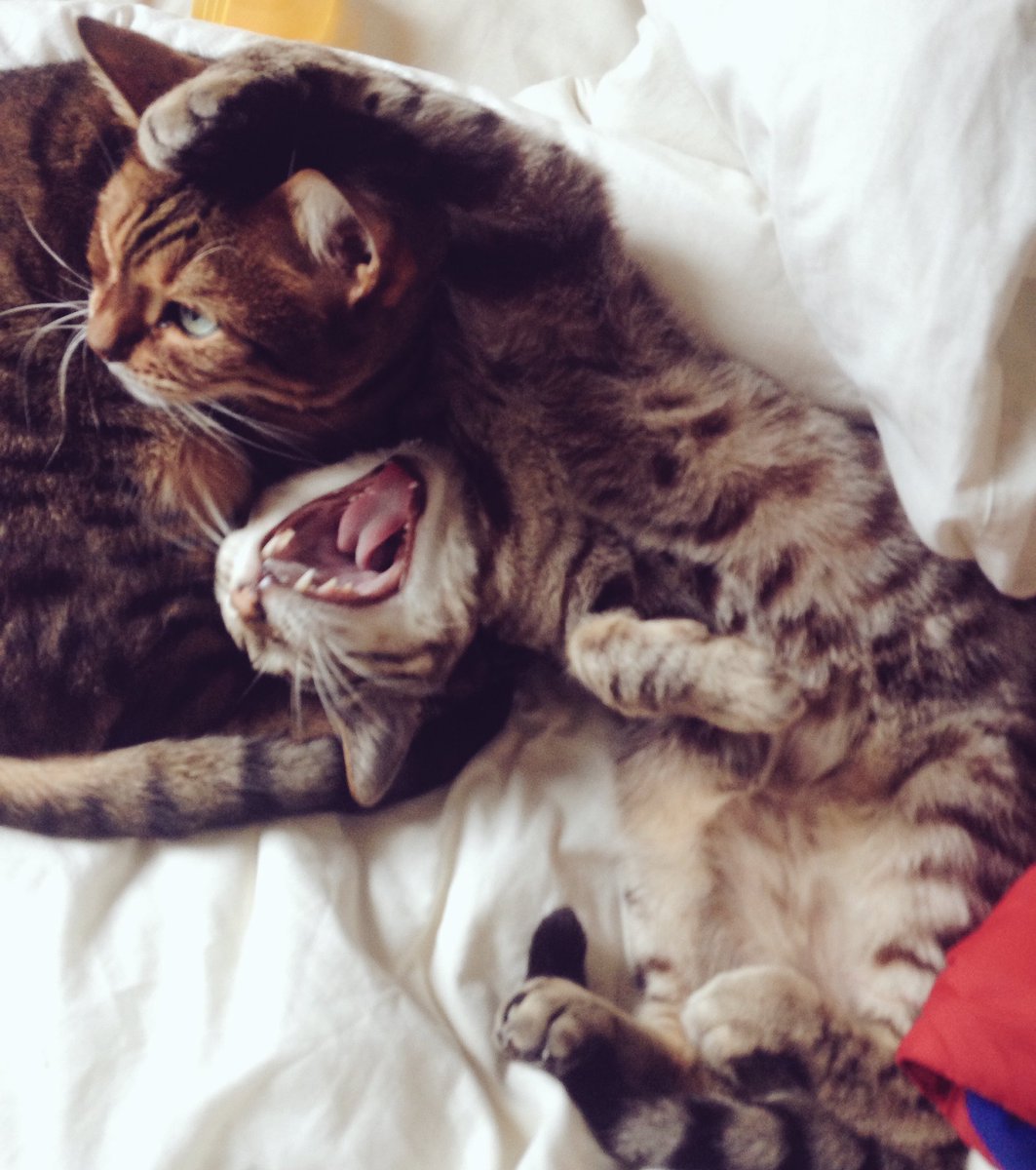 Watch my #kitty #bengal #roar 😻