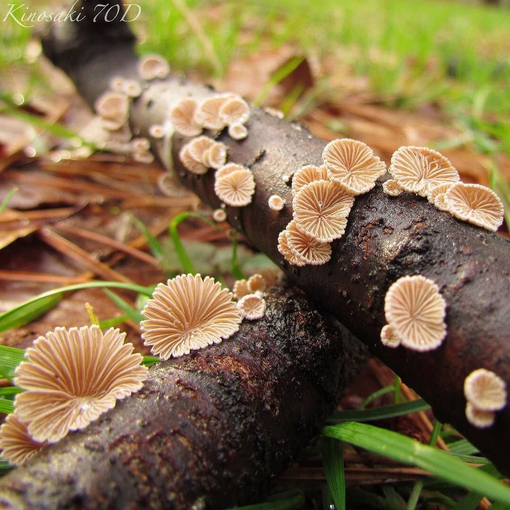 InstaKyoto's tweet photo. #splitgill #mushroom #mushroomhunting #mushroomsociety #mycology #mycophile #kinoko #菌類 #キ… https://t.co/8UCwDrqo4l https://t.co/rx9l9kSGYA