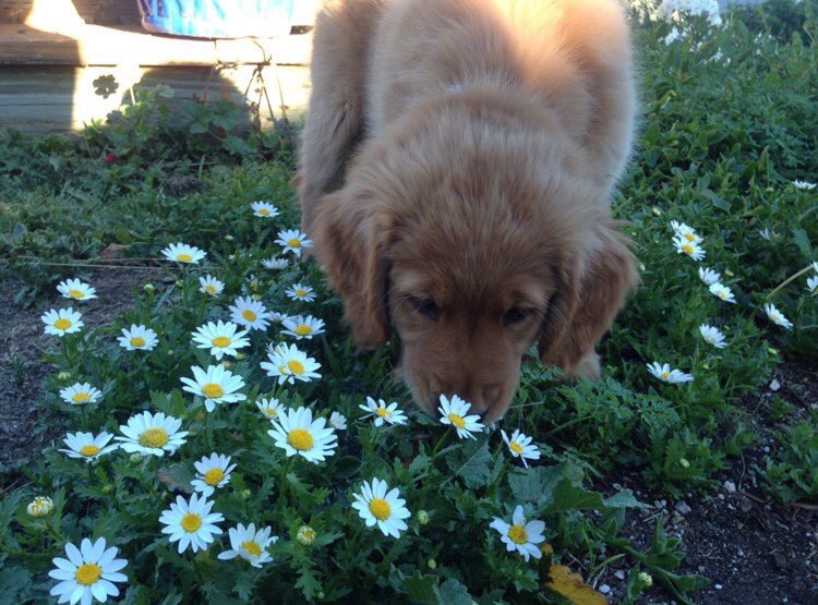 dogsandfIowers's tweet photo. https://t.co/1EGm7ZbGaQ