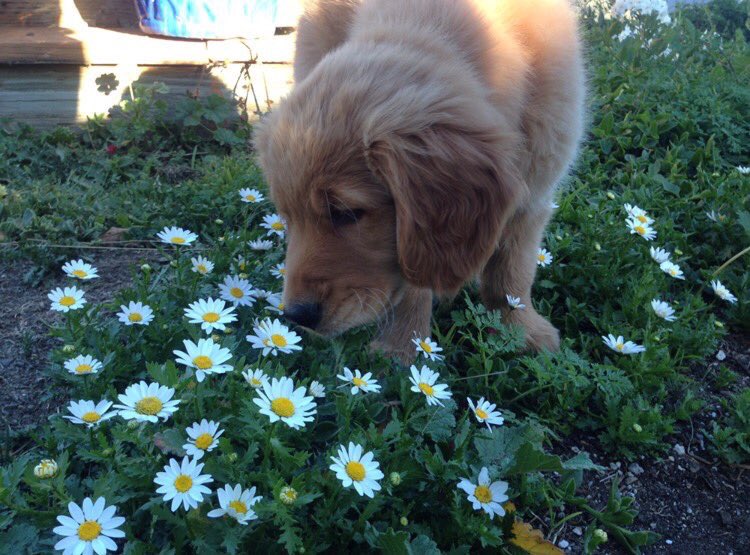 dogsandfIowers's tweet photo. https://t.co/1EGm7ZbGaQ