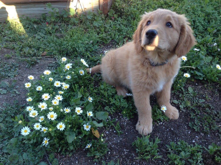 dogsandfIowers's tweet photo. https://t.co/1EGm7ZbGaQ